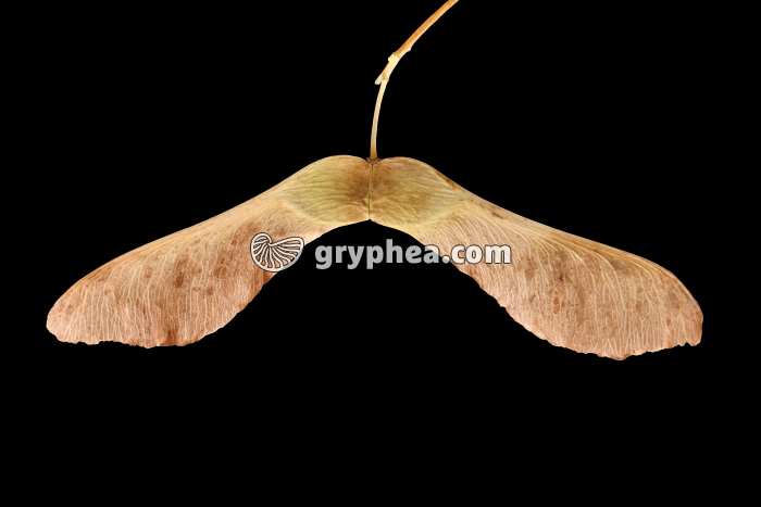 Akènes de l'Erable plane (Acer platanoïdes) - gryphea.org